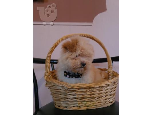 Κουτάβια Maltipoo